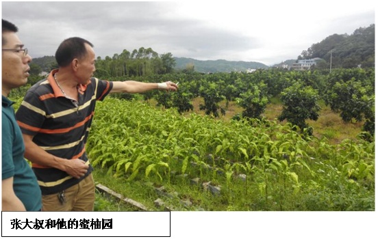 张大叔的蜜柚园