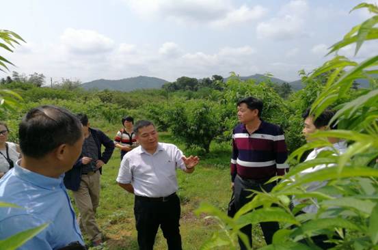 参观九龙镇金鸡村鹰嘴桃基地.jpg